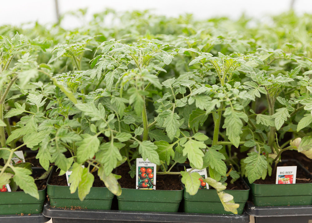 Tomato plants--oh my goodness those are beautiful!