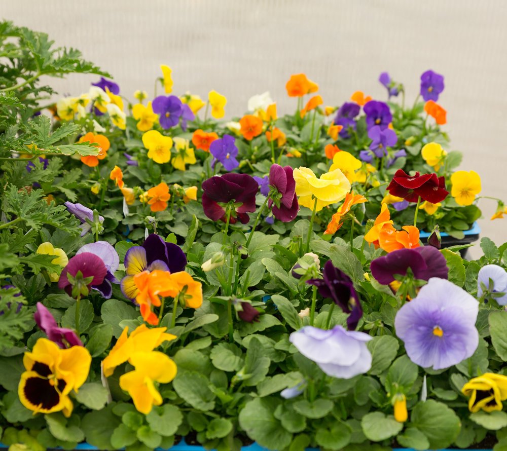 Pansies