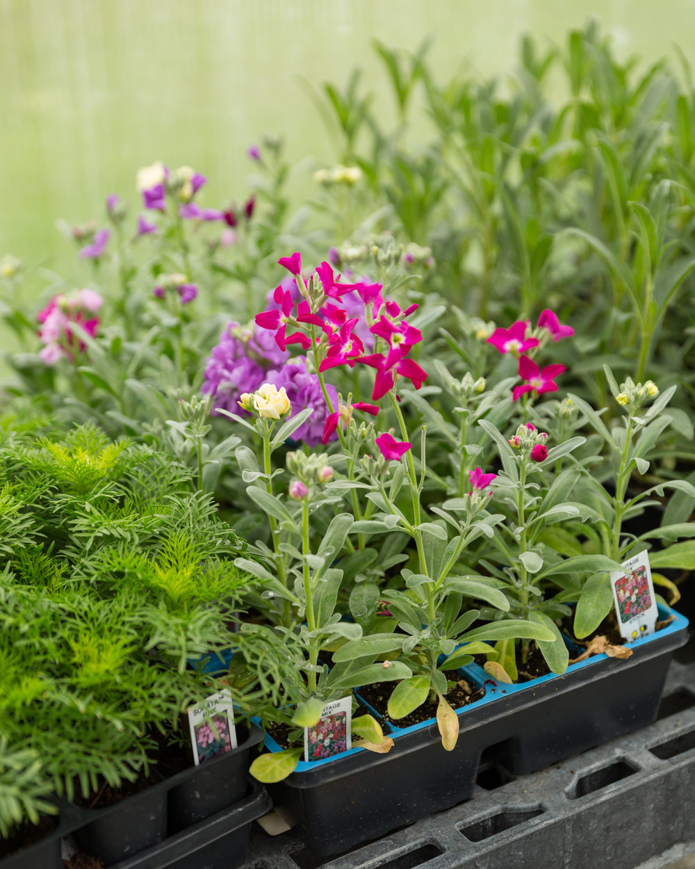 Old-fashion favorites