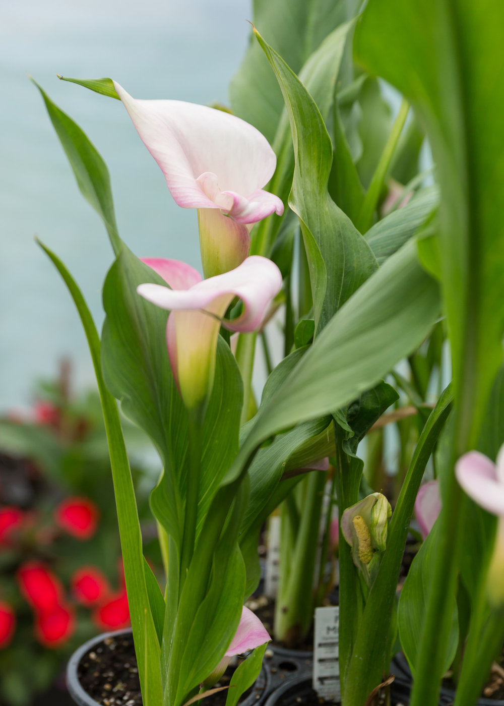 The beautiful calla lily. 