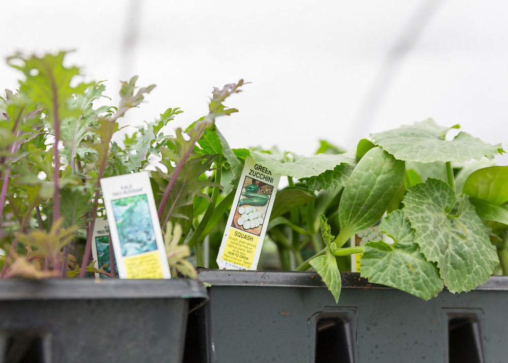 L_R-Kale and zucchini plants