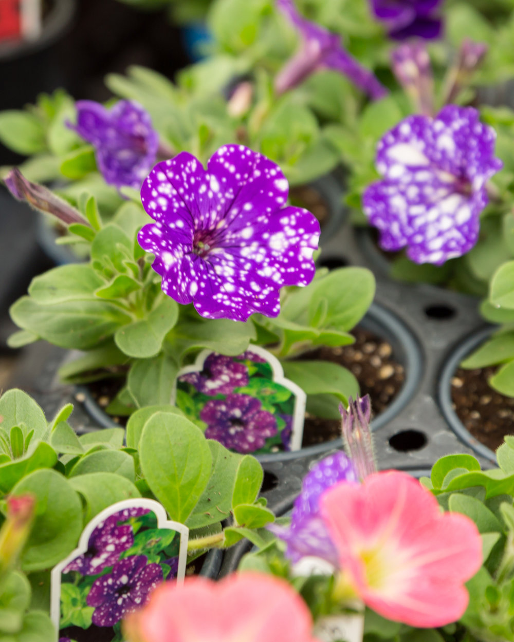 Starry night petunias