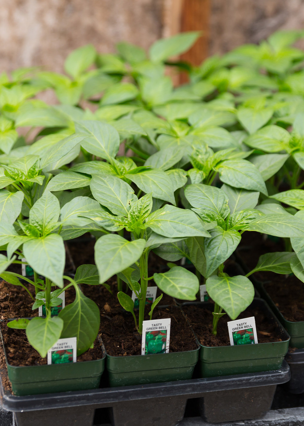 Green pepper plants
