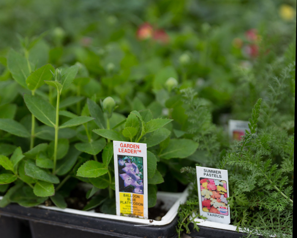 L_R Balloon flower, Yarrow
