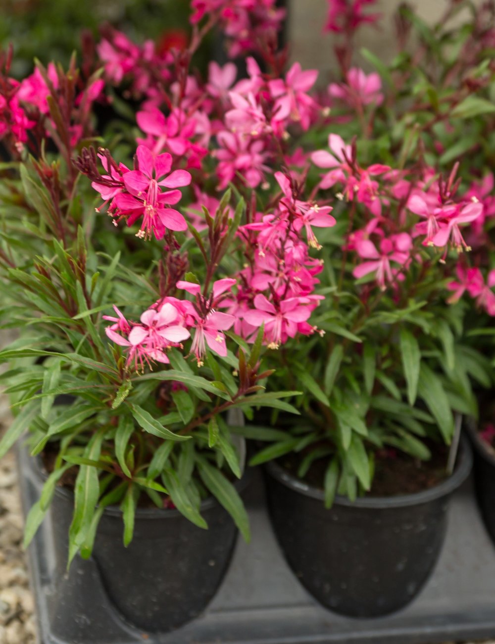 Guara, I love this gentle, delicate swaying flower