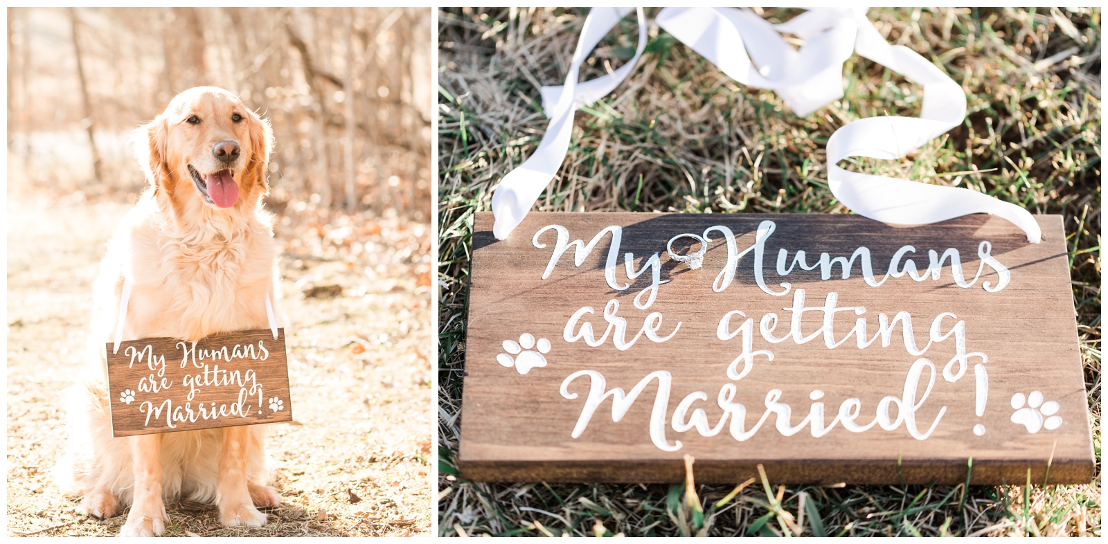 Golden retriever wearing sign\detail shot of sign