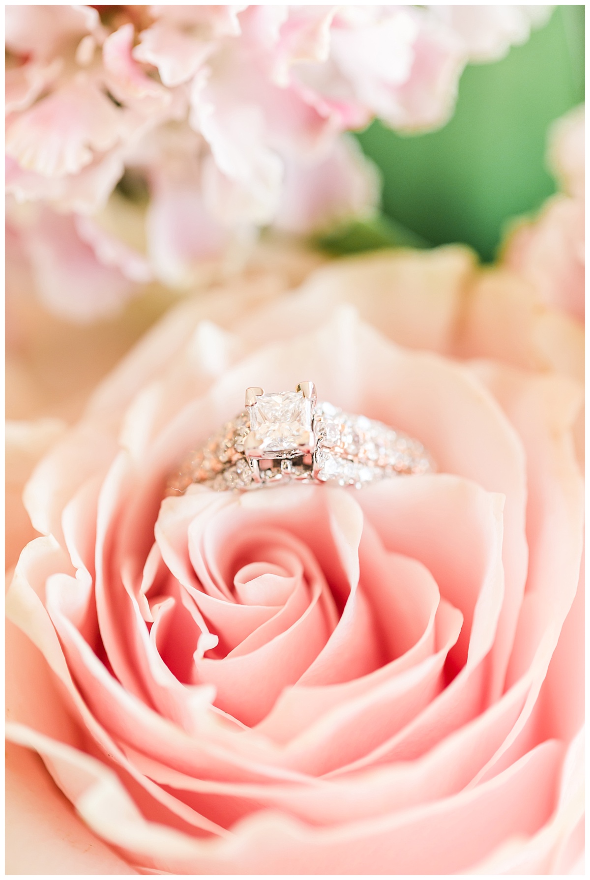 engagement ring on pink rose