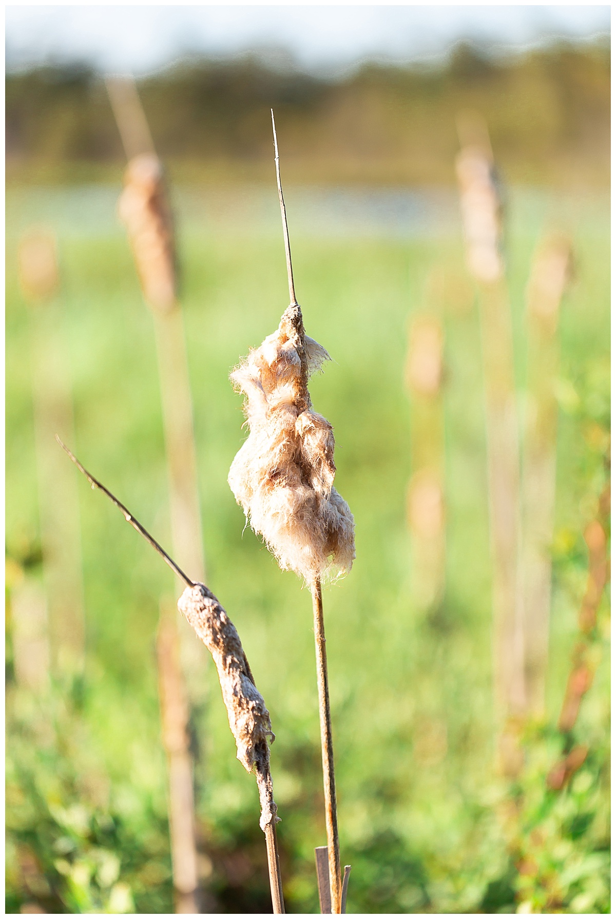 Hiking trail photo by Simply Seeking Photography_0565