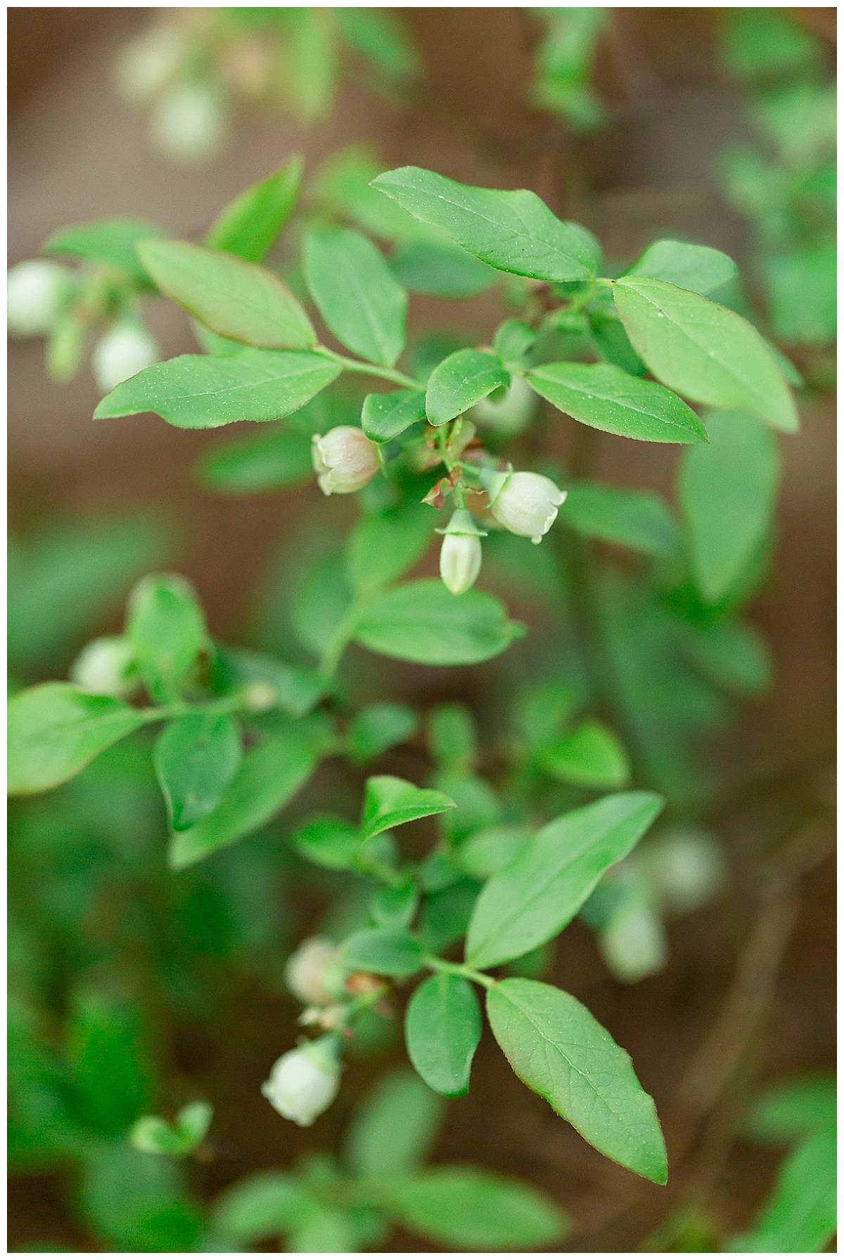 Hiking trail photo by Simply Seeking Photography_0565