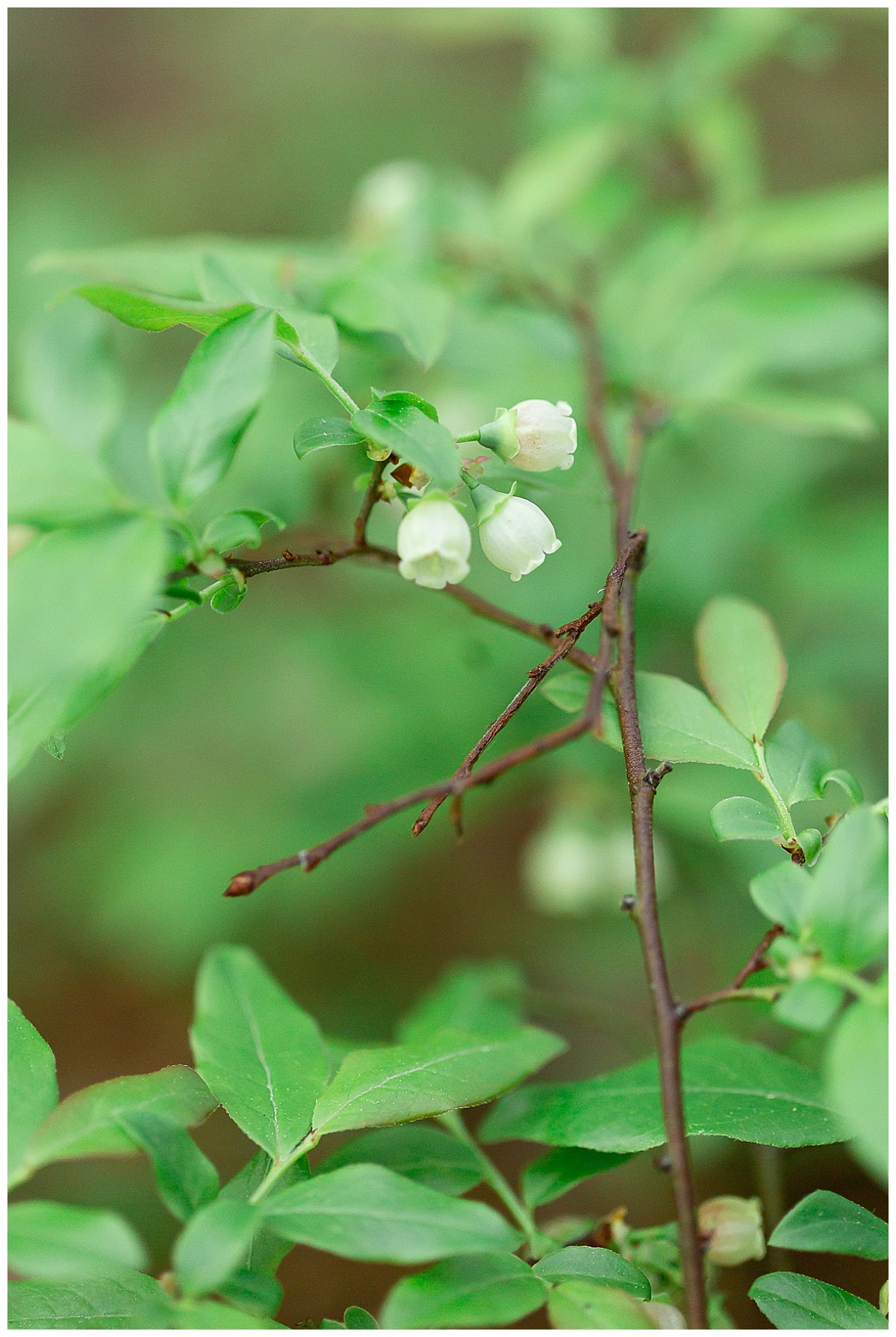 Hiking trail photo by Simply Seeking Photography_0565