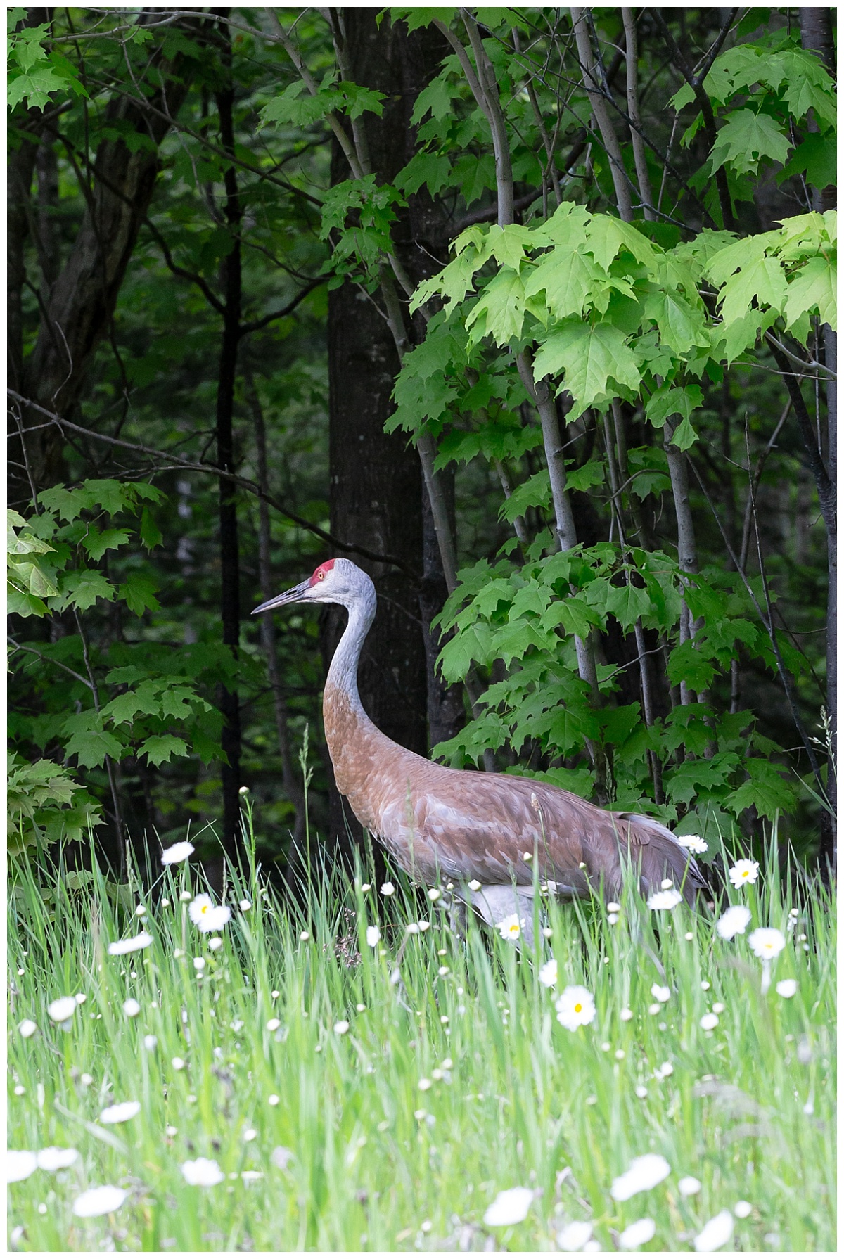 Sandhill Crane photo by Simply Seeking Photography