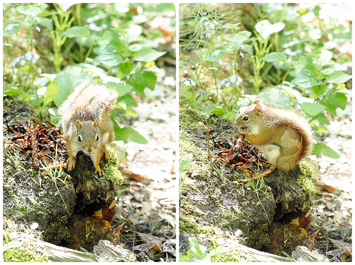 Squirrel on Munising Falls Trail photo by Simply Seeking Photography