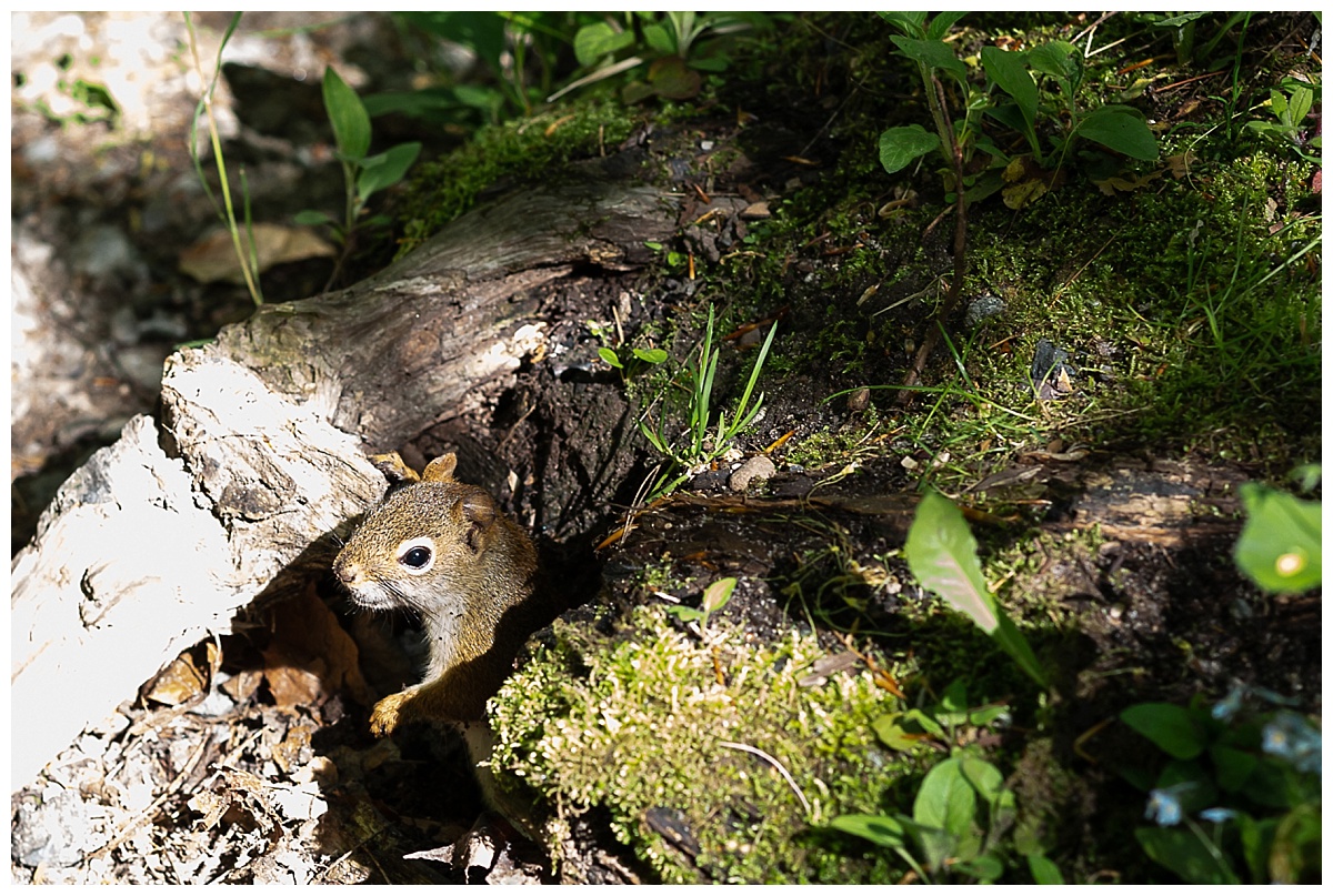 Squirrel on Munising Falls Trail photo by Simply Seeking Photography