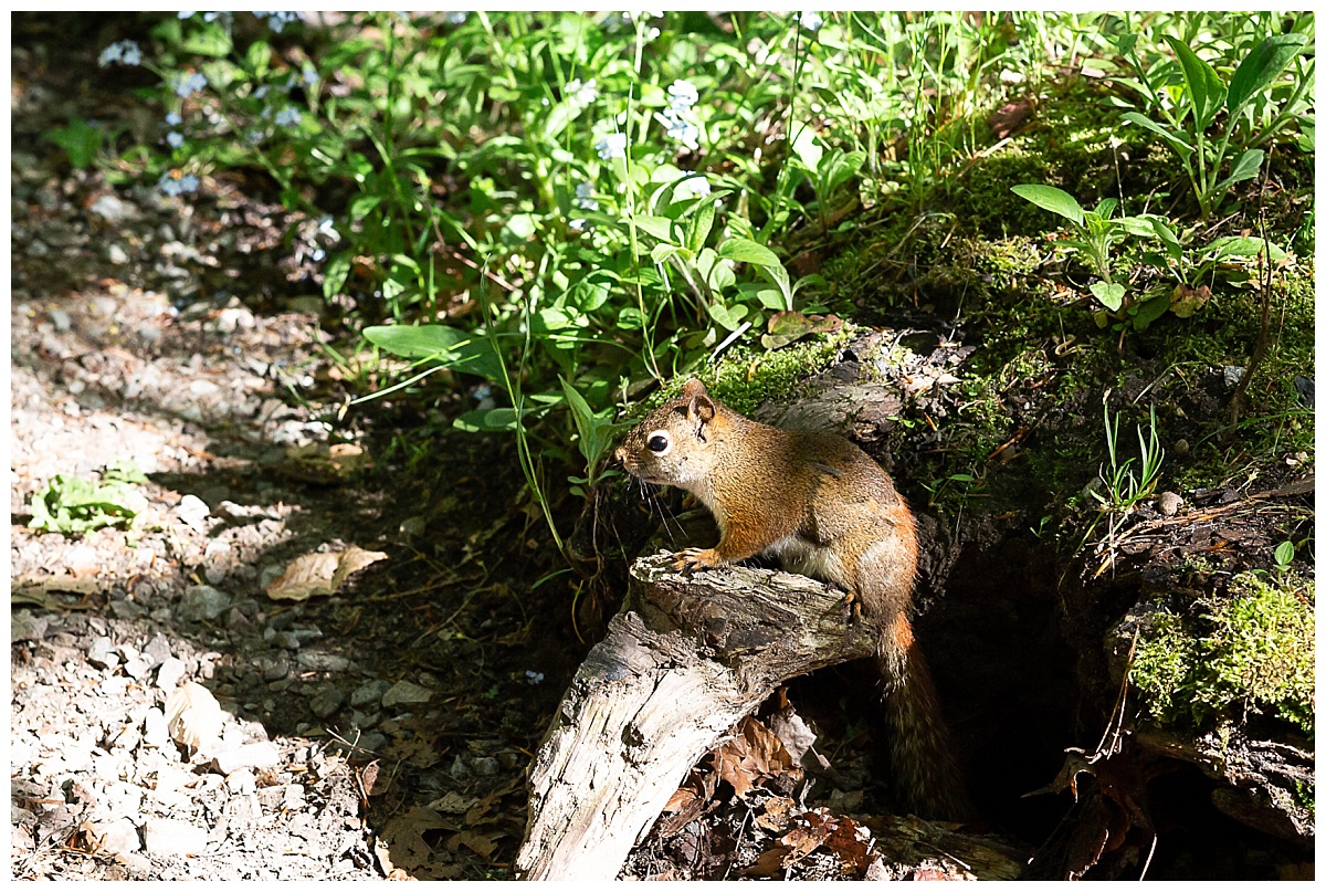 Squirrel on Munising Falls Trail photo by Simply Seeking Photography