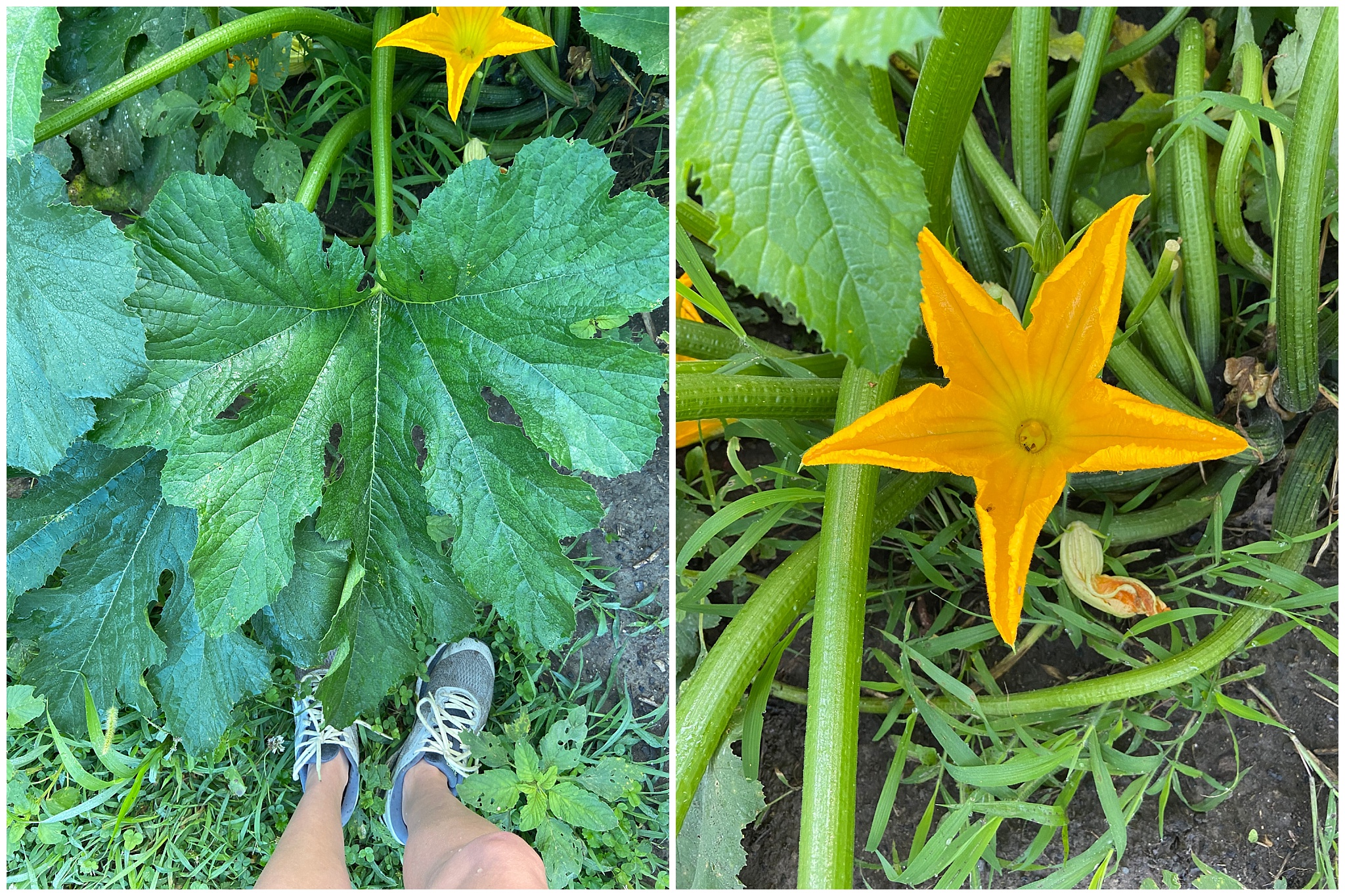 Grandma's Zucchini Bread