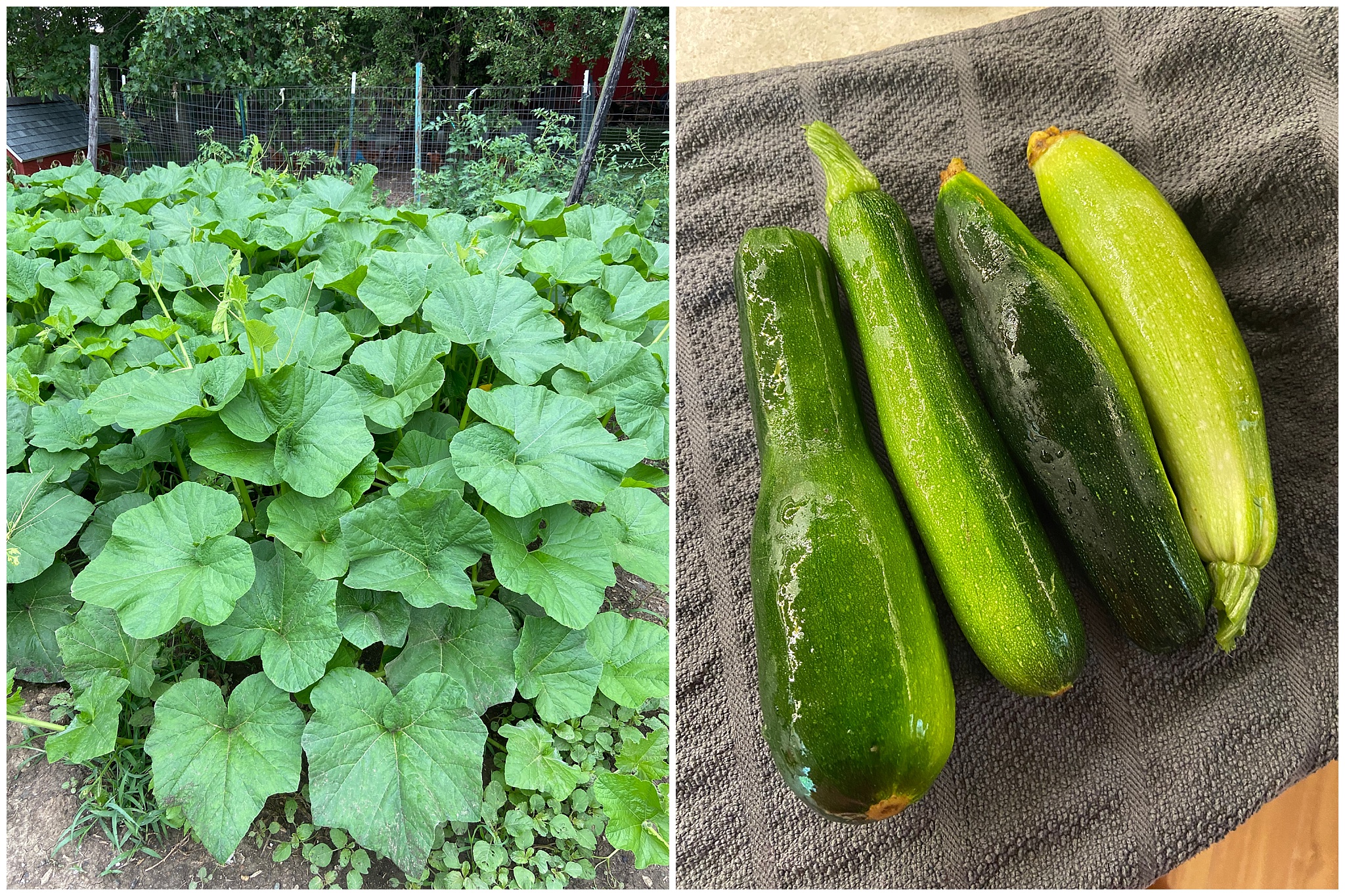 Grandma's Zucchini Bread